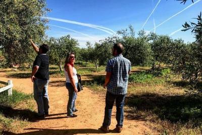 Visita a una finca de aceite de oliva desde Sevilla Visita a una finca de aceite de oliva desde Sevilla