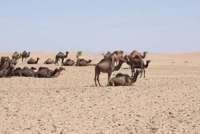 Agadir al desierto del Sahara