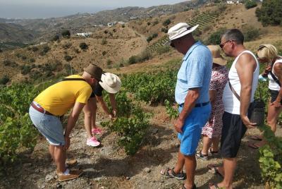 Visita guiada a viñedo viejo y bodega, con degustación de cuatro vinos y tapas. Visita guiada a viñedo viejo y bodega, con degustación de cuatro vinos y tapas.