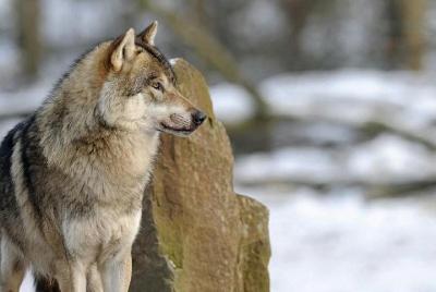 Lobos de Roma: juntos los conoceremos mejor