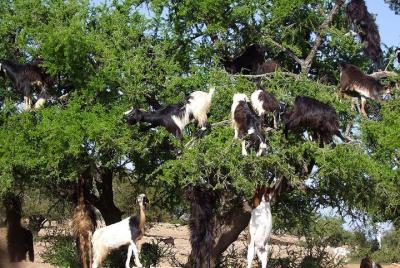 Excursión de un día a Taroudant y Tiout desde Agadir