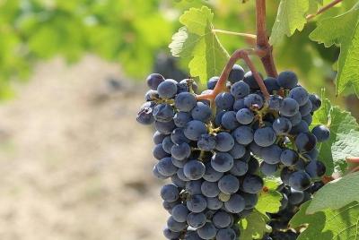 Traslado de Roma a Florencia con degustación de vino en Chianti incluido