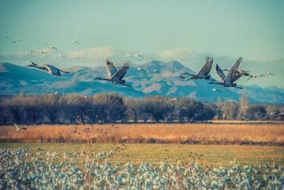 Refugio Nacional de Vida Silvestre Bosque del Apache: un paraíso al aire libre