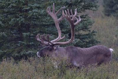 Tour de aventura de 6 días en Alaska