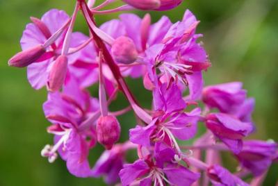 Recorrido fotográfico de Wildlife & Wilderness de Hatcher Pass desde Anchorage