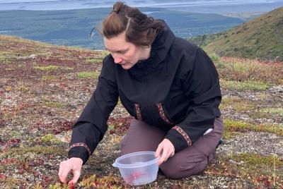 Comida en el campo y golosinas para buscar comida