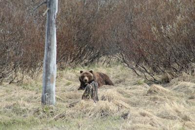 Tour de medio día por el centro de conservación de vida silvestre y el brazo de Turnagain