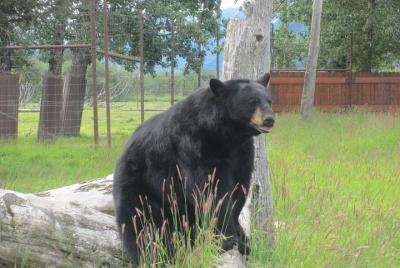 Autoguiado Alaska Wildlife Center y Turnagain Arm Tour w / Alyeska Tram