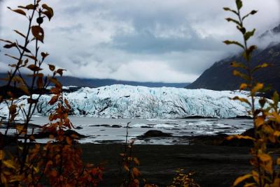 Recorrido fotográfico por la vida silvestre y el desierto del glaciar Matanuska desde Anchorage