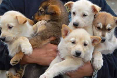 Trineo de perros de tierra seca: Estilo de carrito