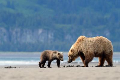 Alaska 7 días Brown Bears y Denali Adventure desde Anchorage