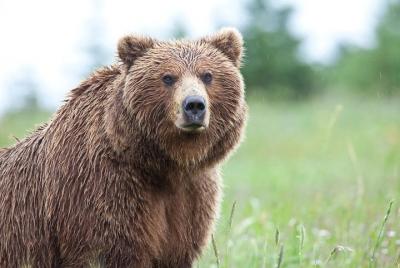 La última aventura de Alaska