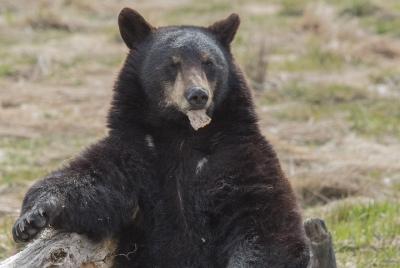 Excursión de un día a la fauna de Alaska con recogida gratuita en el hotel