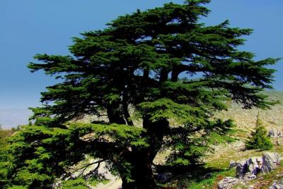 Tour económico al valle de Qadisha, Bcharre y Cedars of God Tour económico al valle de Qadisha, Bcharre y Cedars of God