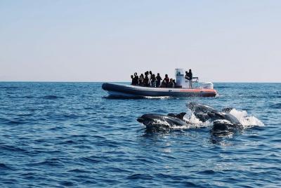 Delfines y cuevas de Benagil desde Albufeira - Allboat