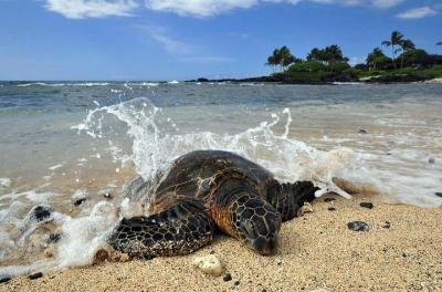Excursión en Kona Shore: tortugas marinas hawaianas, Kona y café históricos Excursión en Kona Shore: tortugas marinas hawaianas, Kona y café históricos