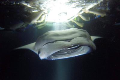 Esnórquel nocturno Keauhou Manta Ray en Kailua-Kona Esnórquel nocturno Keauhou Manta Ray en Kailua-Kona