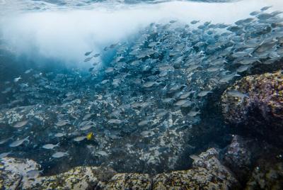 Tour de esnórquel de 3 a 4 horas por la tarde en Kailua-Kona