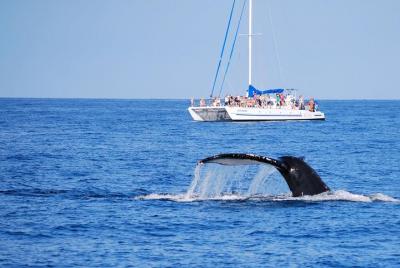 Wake Up con el crucero de las ballenas