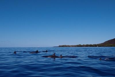 Kayak Snorkel Capitán Cook Monu. Ver delfines en la isla grande de la bahía de Kealakekua (3,5 horas) Kayak Snorkel Capitán Cook Monu. Ver delfines en la isla grande de la bahía de Kealakekua (3,5 horas)