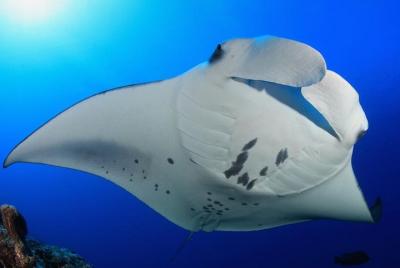 Snorkel con Manta Rays garantizado Snorkel con Manta Rays garantizado
