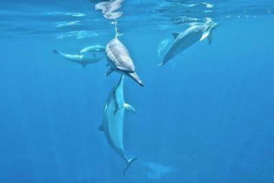 ¡Delfines giradores hawaianos salvajes en una aventura en barco de esnórquel! ¡Delfines giradores hawaianos salvajes en una aventura en barco de esnórquel!