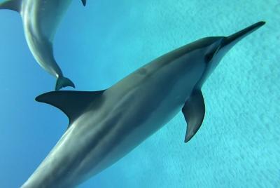Nado con delfines en Kona, Hawaii Nado con delfines en Kona, Hawaii