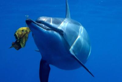 Dolphin Dreaming - Dolphin Swim Dolphin Dreaming - Dolphin Swim