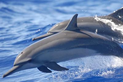 Captain Cook Cruises Deluxe Dolphin Swim Captain Cook Cruises Deluxe Dolphin Swim