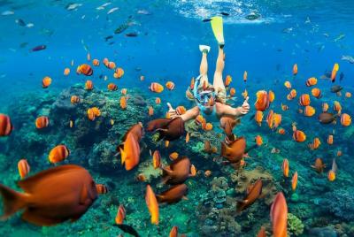 Bahía de Kealakekua: ¡Aventura de snorkel en el Capitán Cook Reef! Bahía de Kealakekua: ¡Aventura de snorkel en el Capitán Cook Reef!