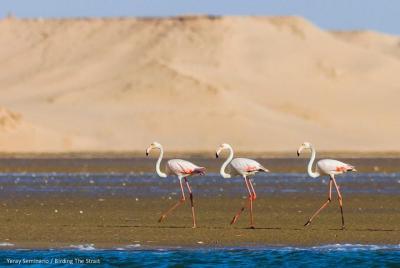Excursión de un día al Parque Nacional Souss Massa desde Agadir