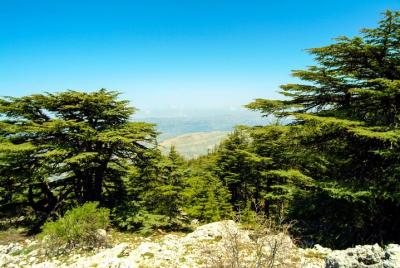 Tour económico a Beit El Dine, Deir El Qamar y Cedars of Chouf Tour económico a Beit El Dine, Deir El Qamar y Cedars of Chouf
