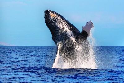 Ballenas garantizadas en Kona Waikoloa Ballenas garantizadas en Kona Waikoloa