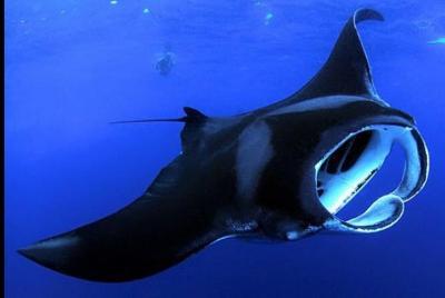 ¡Aventura nocturna garantizada con mantarrayas!