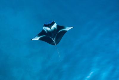Esnórquel con mantarrayas por la noche en Kailua-Kona, Hawái Esnórquel con mantarrayas por la noche en Kailua-Kona, Hawái