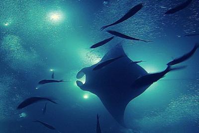 Manta Magic - Snorkel nocturno con mantarrayas en Manta Village