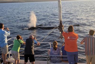 Pau Hana Sunset Cruise con las ballenas Pau Hana Sunset Cruise con las ballenas