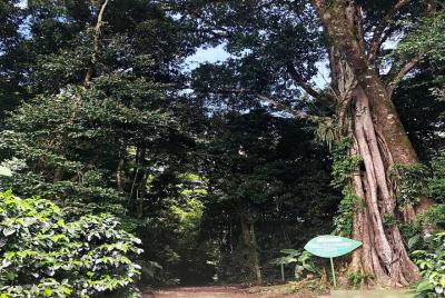 Boleto de entrada a la reserva CuriCancha Monteverde Boleto de entrada a la reserva CuriCancha Monteverde