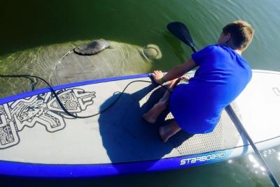 Paddle Board o Kayak Eco Dolphin Manatee Tour Paddle Board o Kayak Eco Dolphin Manatee Tour