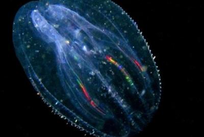 Tour de medusas peine bioluminiscentes de Florida | Canal de Haulover (Titusville) Tour de medusas peine bioluminiscentes de Florida | Canal de Haulover (Titusville)