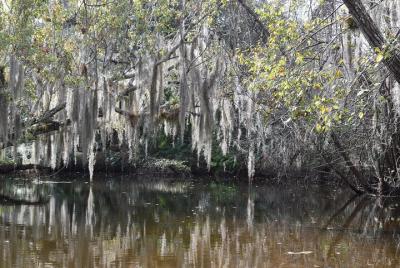 Remando el increíble santuario de Turkey Creek Remando el increíble santuario de Turkey Creek
