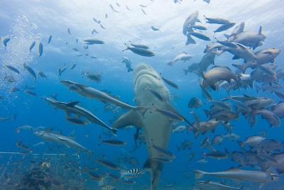 Paquete Short & Shark - 1 noche Mamanucas y 1 noche Yasawas