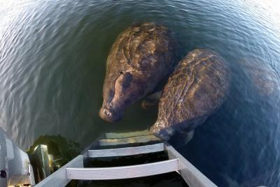 Natación en grupos pequeños con aventura de manatíes