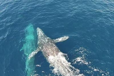 Excursión de observación de ballenas en Dana Point