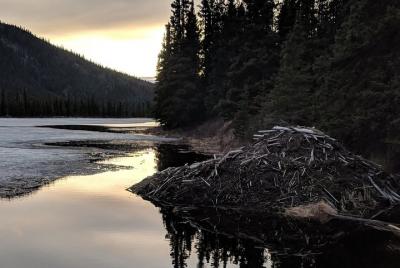 Excursión a pie por el Parque Nacional Denali