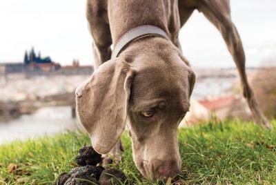Tour de caza a la trufa de Praga con almuerzo de lujo
