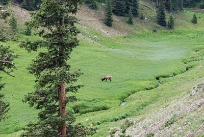 Tour privado y personalizado de tres horas por la mañana en el Parque Nacional Rocky Mountain