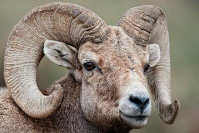 Evening Private Wildlife Safari en RMNP | Parque Estes