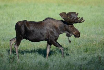 Temprano en la mañana Safari privado de vida silvestre en RMNP | Parque Estes