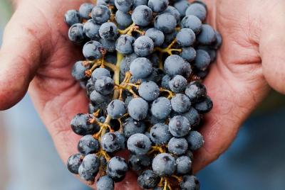 Tour privado del vino con degustaciones de Eugene